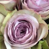 Троянда флорибунда Луллабі